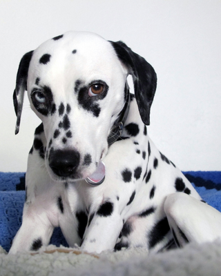 Il circolo vizioso delle macchie